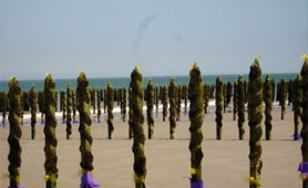 PARC A COQUILLAGE (Pointe du Bile)